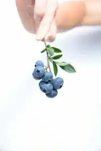 bessen antioxidanten 